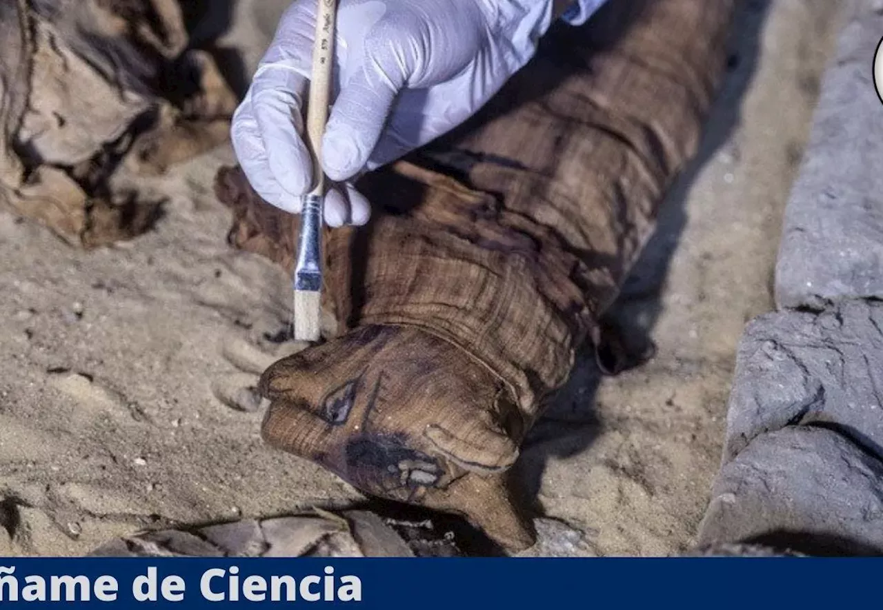 Descubren una momia de gato egipcia pero al abrirla dejó a los