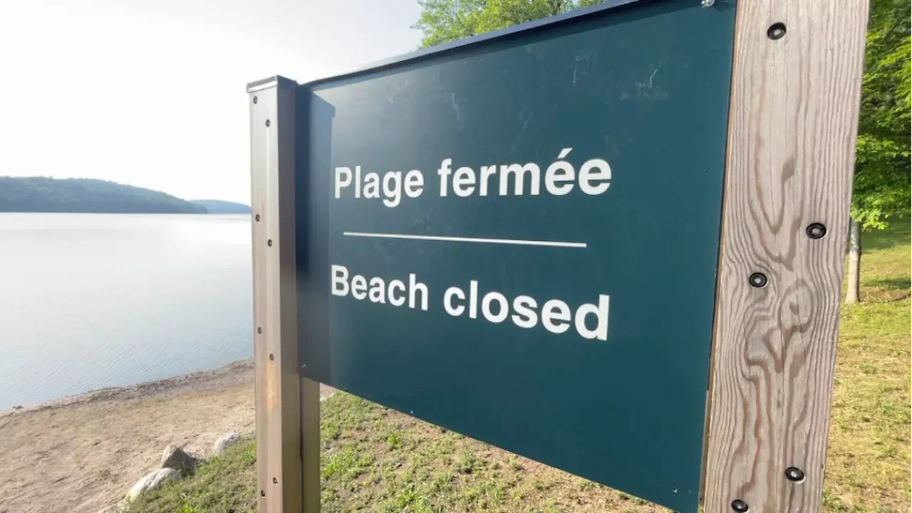 Blue Green Algae Bloom Closes Phillippe Lake Beaches Canada Head Topics