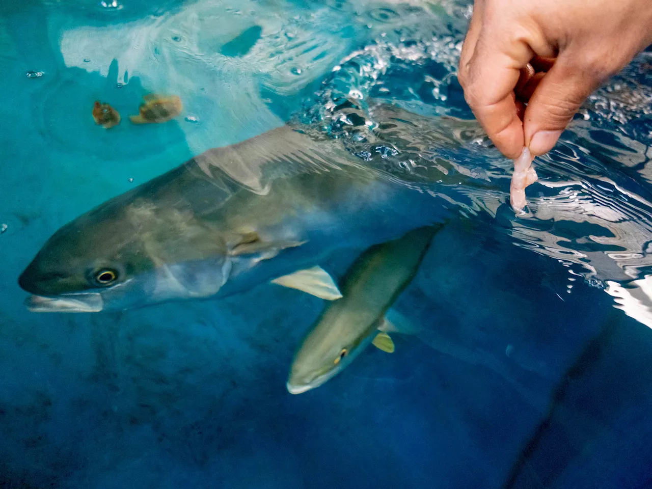 El pescado más caro del mar argentino que obsesiona a los chefs y ahora