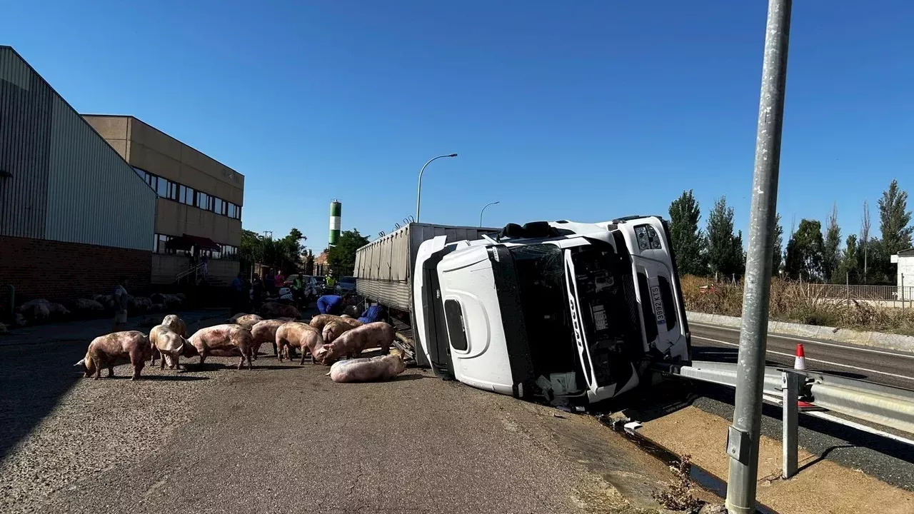 Vuelca Un Cami N Que Transportaba Cerdos En Villal N De Campos