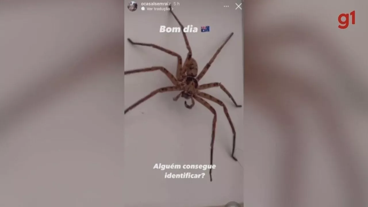 Aranha caranguejo conheça o aracnídeo gigante encontrado por