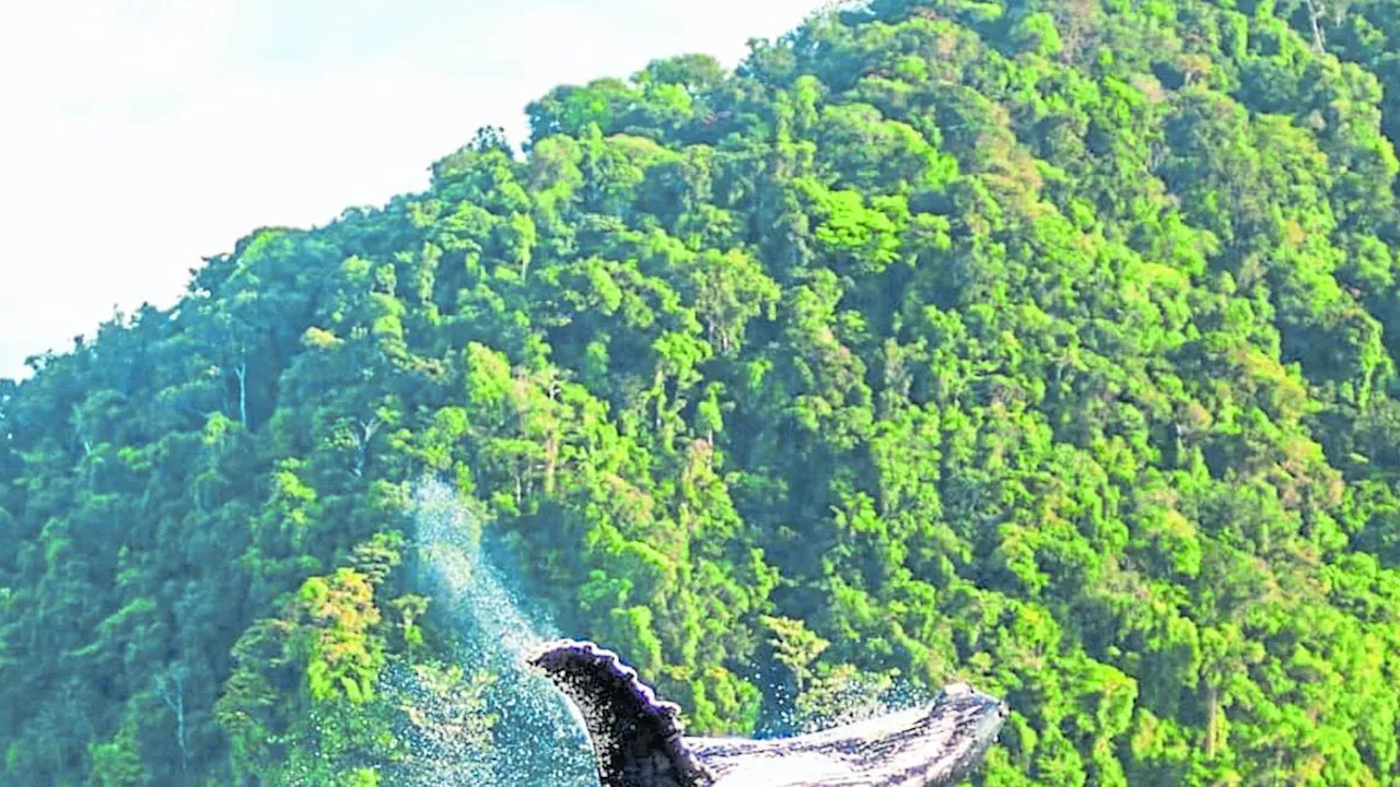 Viajes Al Stese Llega La Temporada De Ballenas En Colombia Cu Ndo