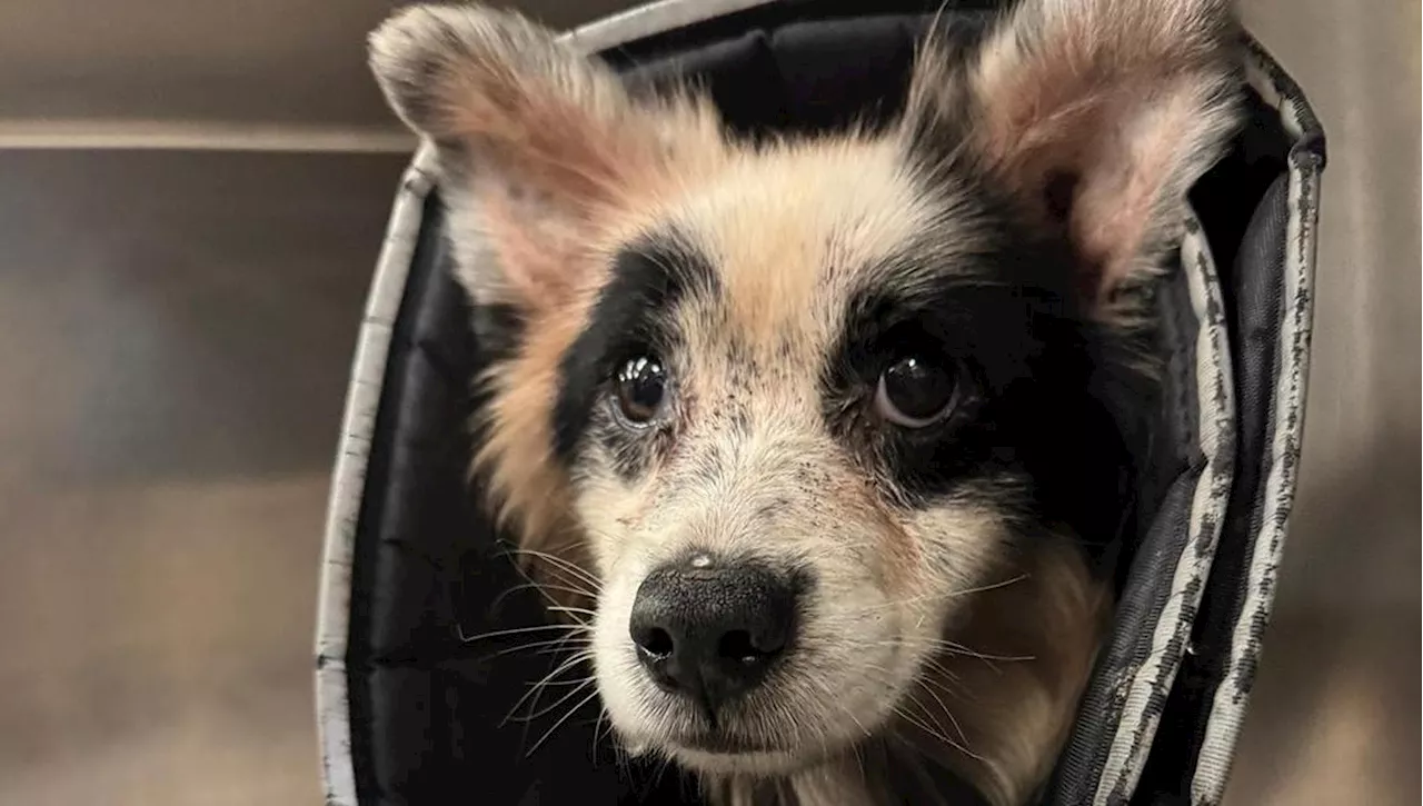 L Allevatore Voleva Far Sopprimere Il Suo Cane Ma Il Rifugio Si