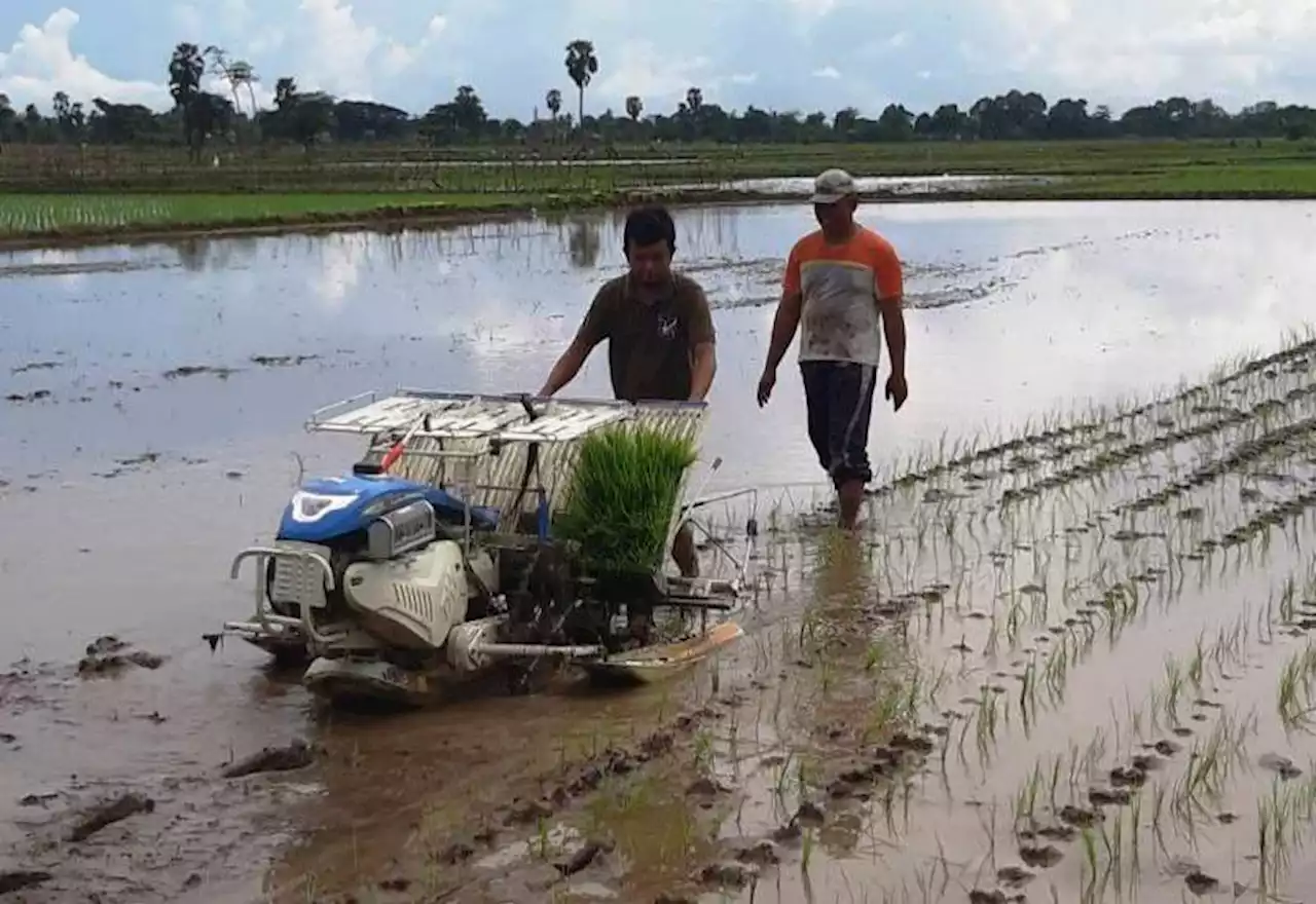 Musim Panen Berkah Bagi Unit Pengelola Jasa Alsintan : Okezone News