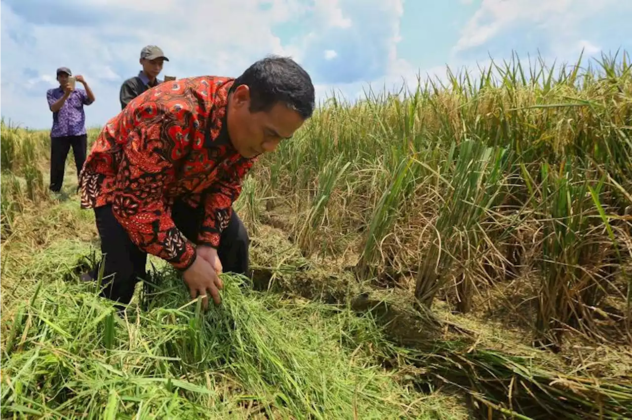 Terobosan Kementan Berhasil Tekan Inflasi Pangan Sejak 2015 : Okezone News