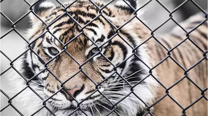 Why animals should be given the same legal rights as humans - Macleans.ca