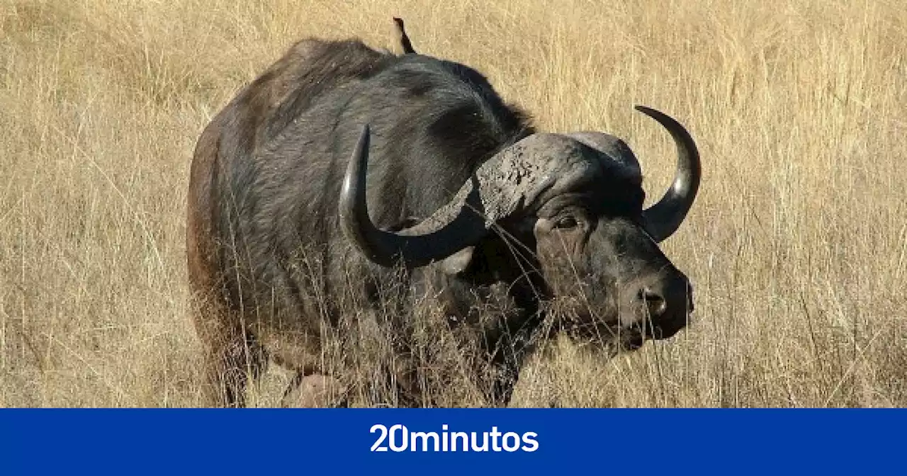 Un búfalo entra brutalmente en un bar y se lleva al dueño por delante