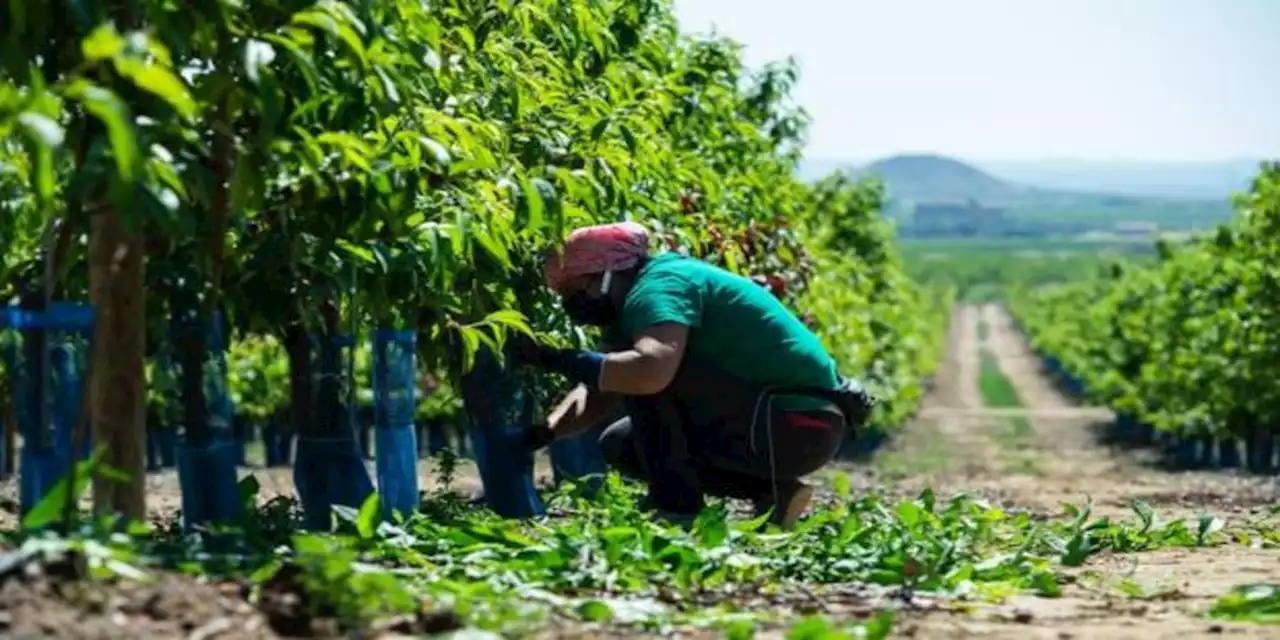 La reforma de Díaz se la juega en el campo: conflicto en ciernes por la temporalidad