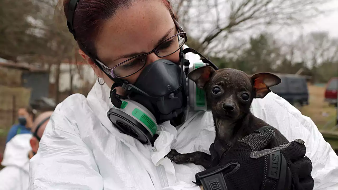 SPCA Of Texas Seizes 80+ Animals From Hunt County Property