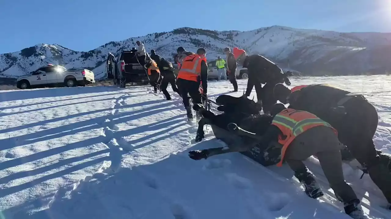 One of two moose wandering near freeway in Parleys Canyon safely relocated