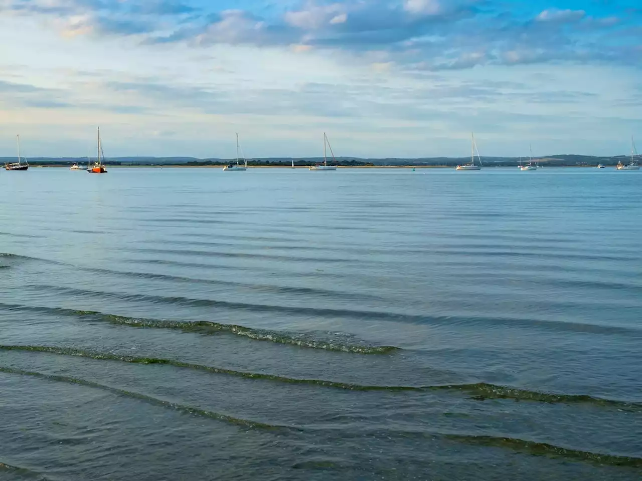 New bacteria found in UK waters due to rising sea temperatures