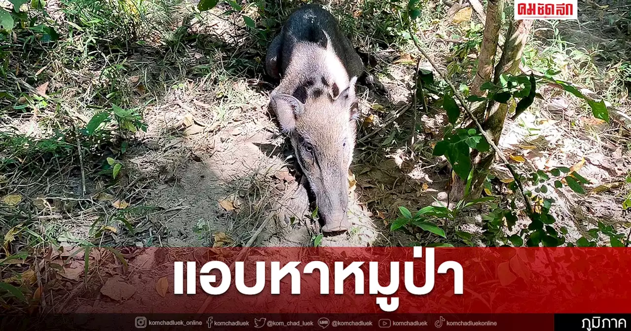 หมูบ้านแพง แอบไปดักจับ 'หมูป่า' แทน จนท.เร่งสำรวจช่วยเหลือคืนสูป่า