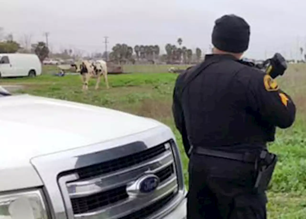 Man found dead in Brentwood field with aggressive bull had major injuries