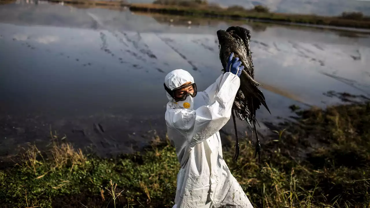 Deadly bird flu threatens Israel's wildlife, triggers hunting ban