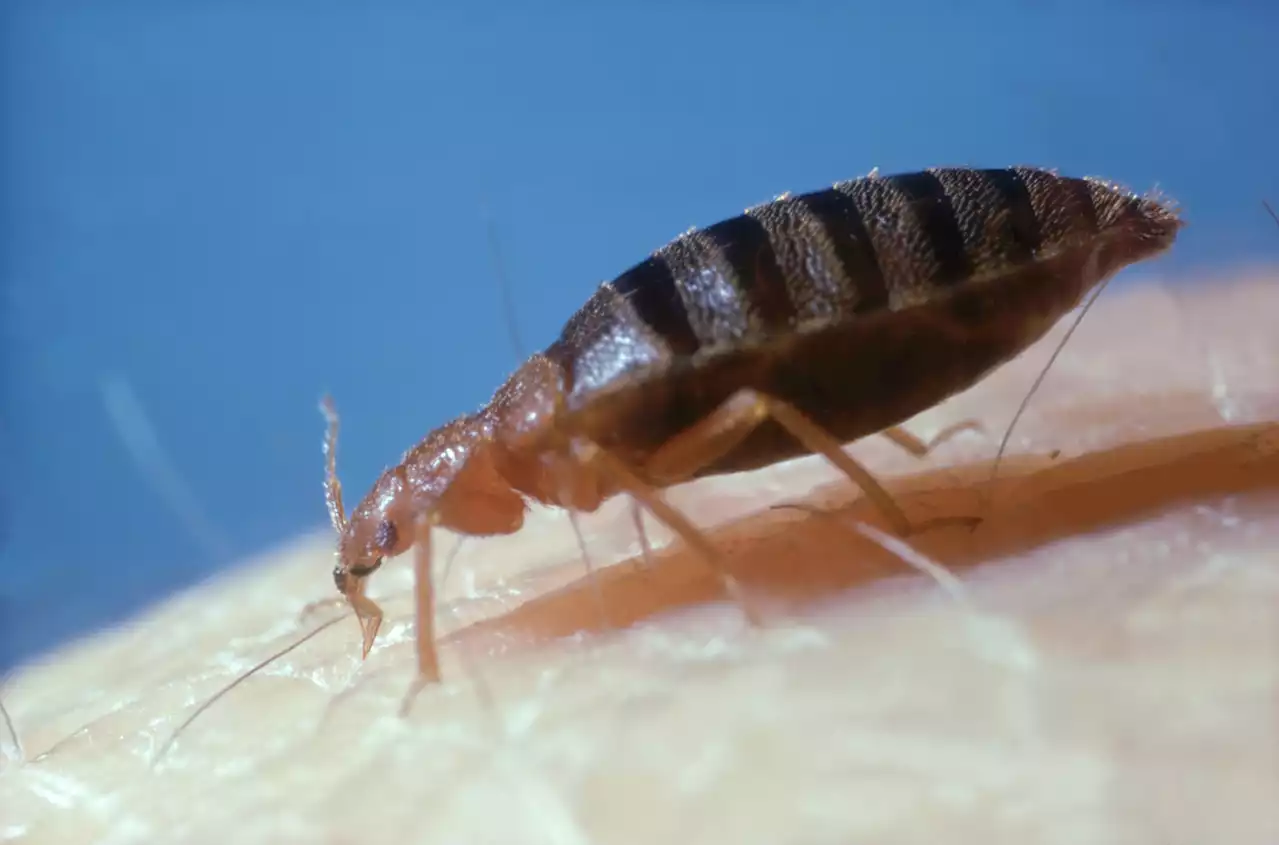 Chicago Again Ranked as Top US City for Bed Bugs