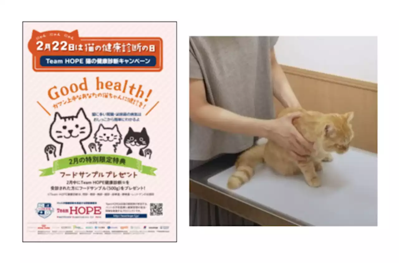 猫の日に合わせて健康診断を呼びかけ、フォトコンテストも実施…Team HOPE | 動物のリアルを伝えるWebメディア「REANIMAL」