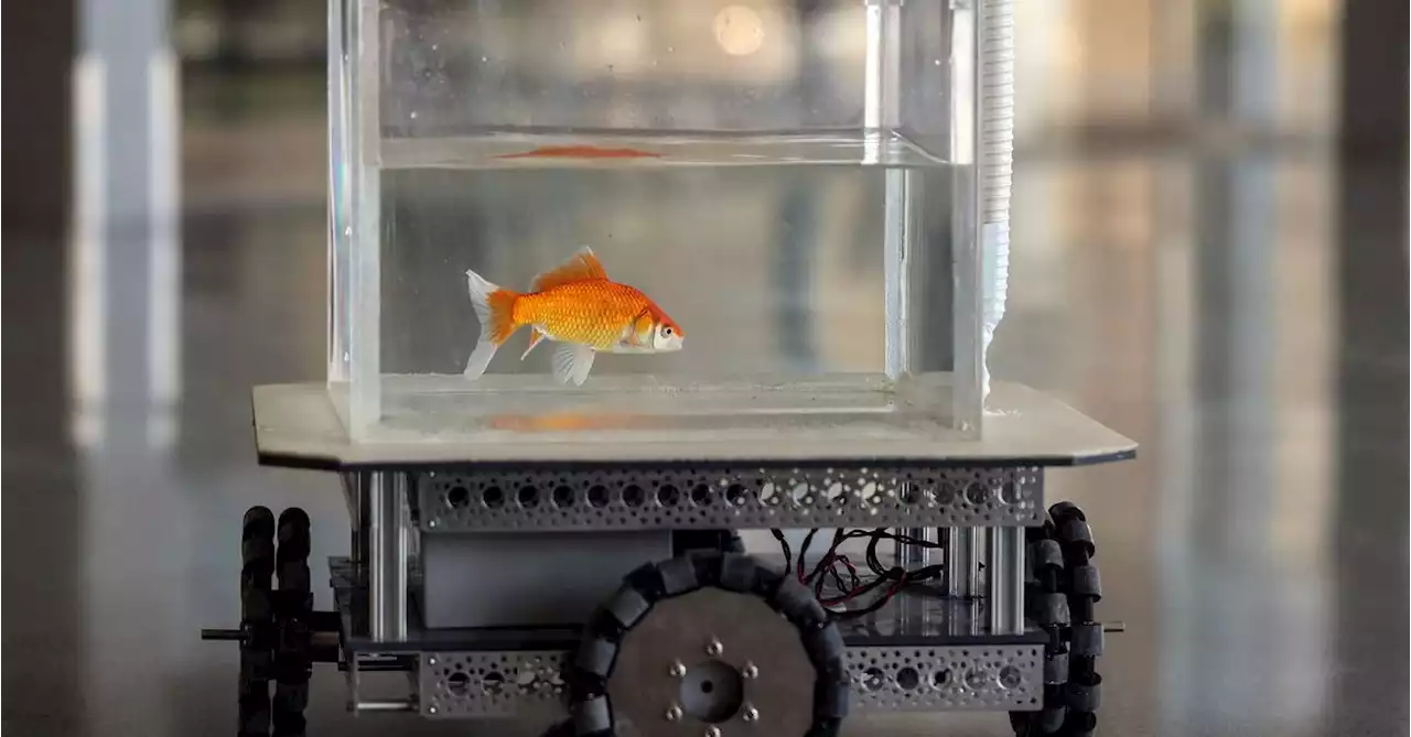 Like a fish out of water? Israeli team trains goldfish to drive