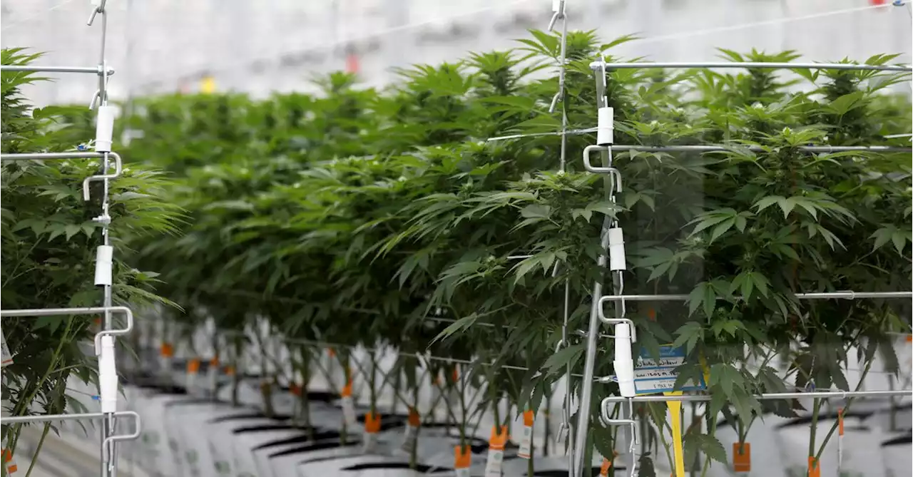 Tilray gives investors a whiff of good news