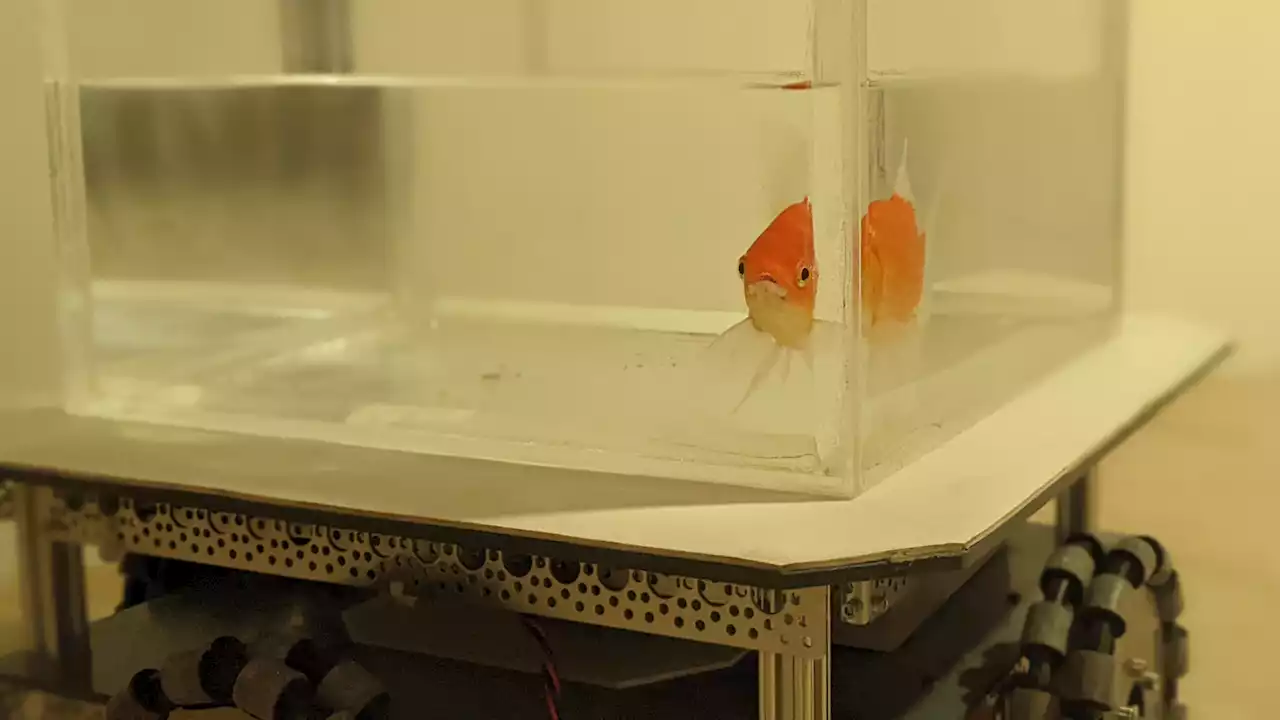 Here’s what goldfish driving ‘cars’ tell us about navigation