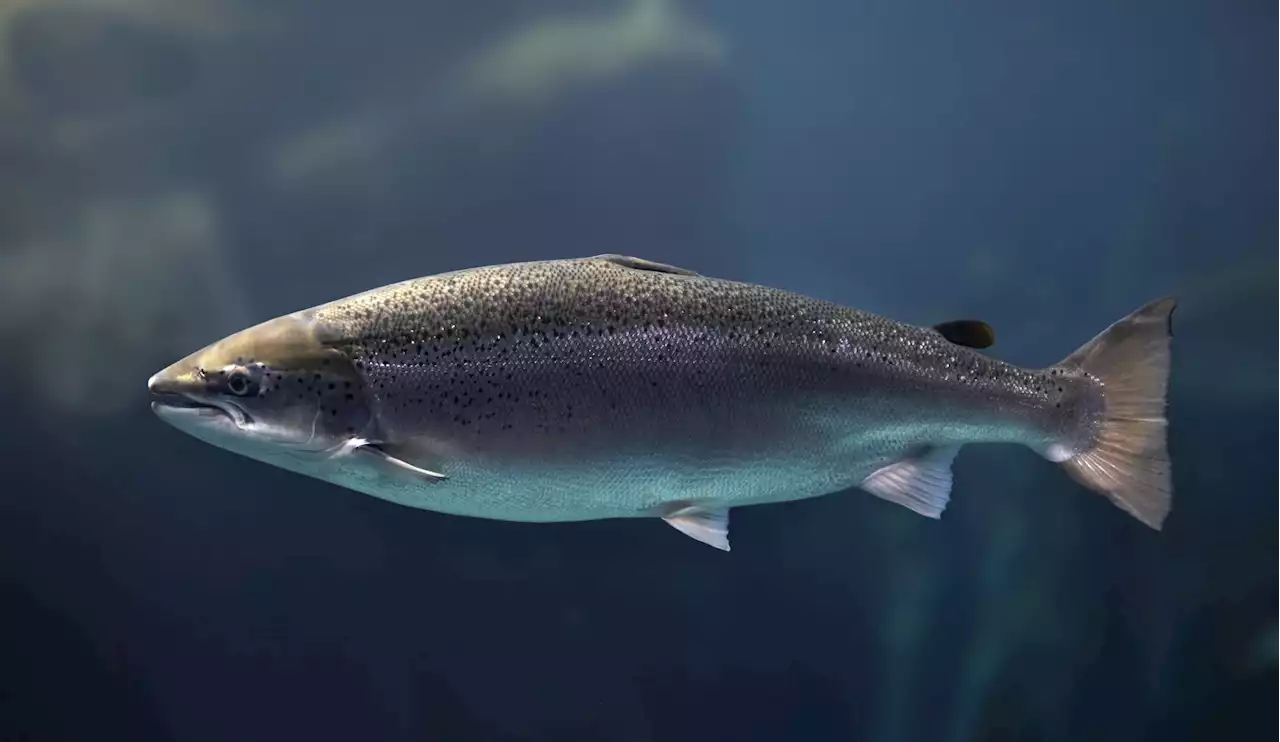 Rare salmon spawn in Bay Area for first time in 18 years