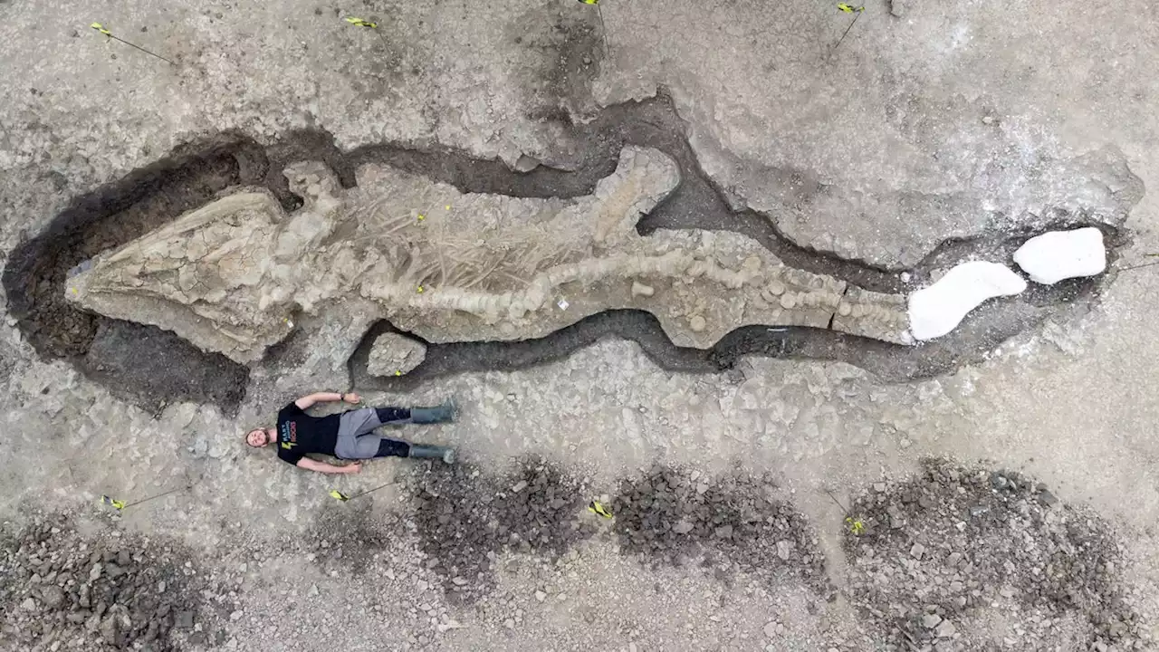 Discovery of UK’s largest sea dragon among ‘greatest’ fossil finds