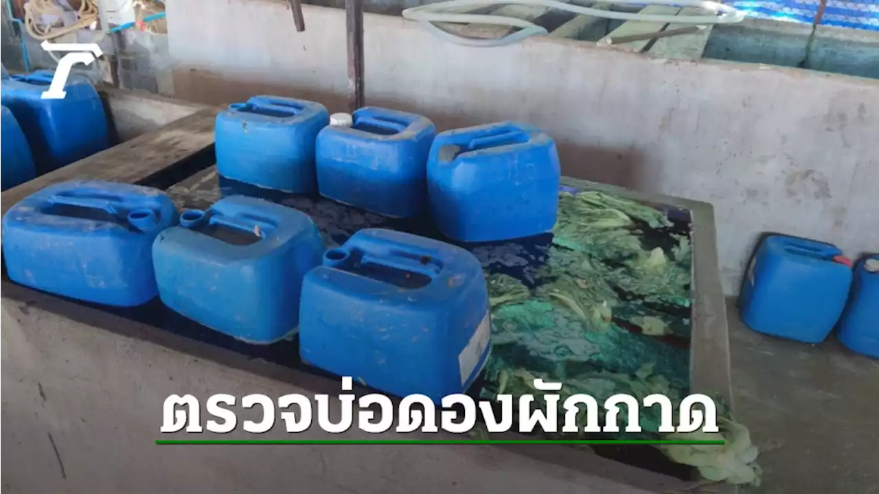 แจงภาพเหยียบผักกาดในบ่อดอง ต้องลงไปจัดเรียง ตรวจไม่พบสารปนเปื้อน