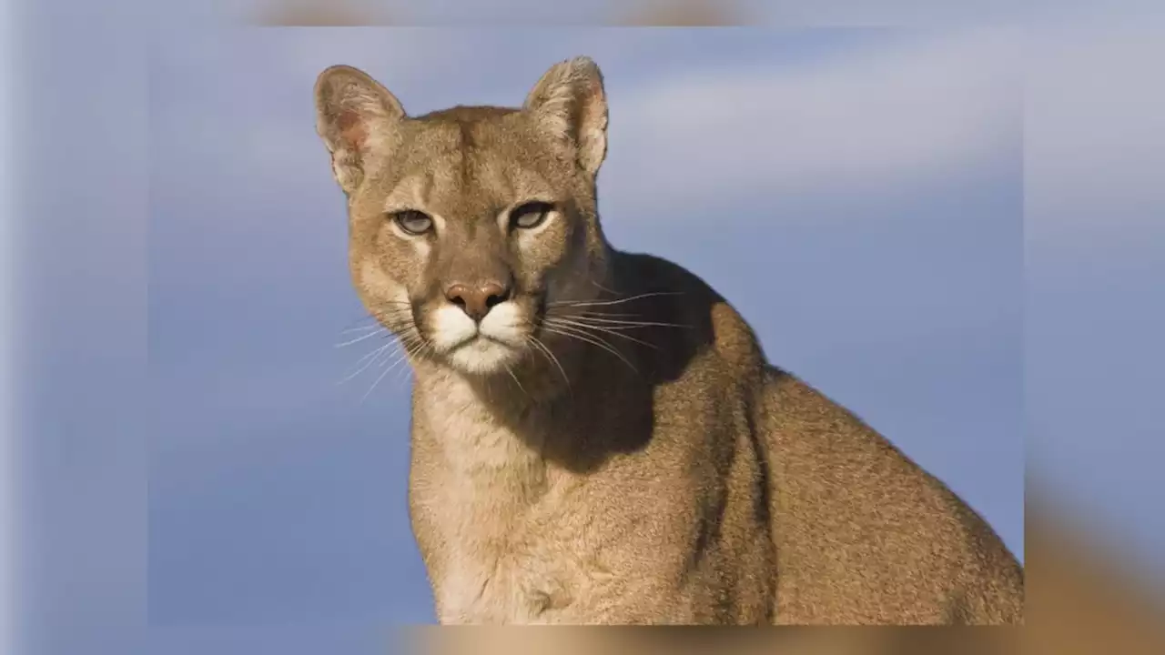 Police warn residents after mountain lion spotted in Daly City neighborhood