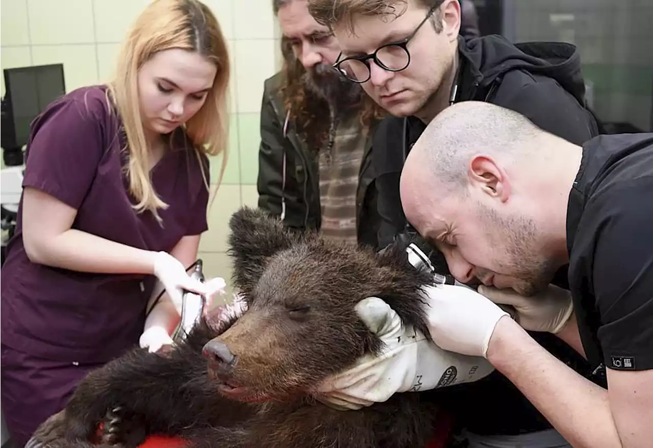 Vets in Poland working to save brown bear cub | AP News