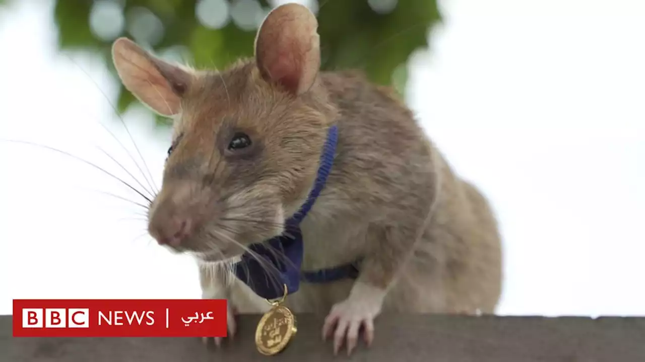 نفوق الجرذ 'ماغاوا' بطل الكشف عن الألغام الأرضية - BBC News عربي