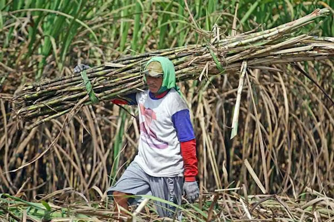 Ikagi: Dampak Impor Gula ke Harga Tebu Tergantung Waktu Importasi | Ekonomi - Bisnis.com