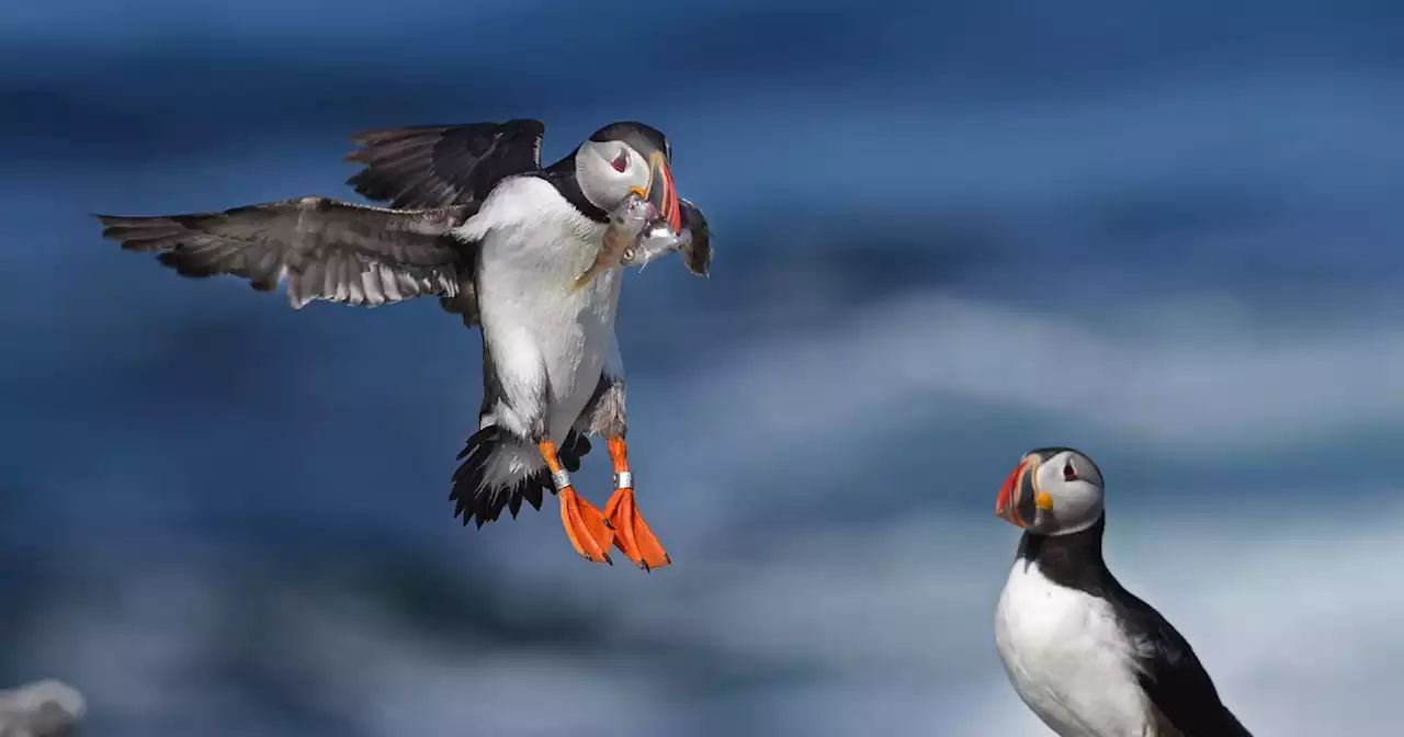 Opinion | The Climate Crisis Is Clawing Back Progress We Made to Save the Puffins