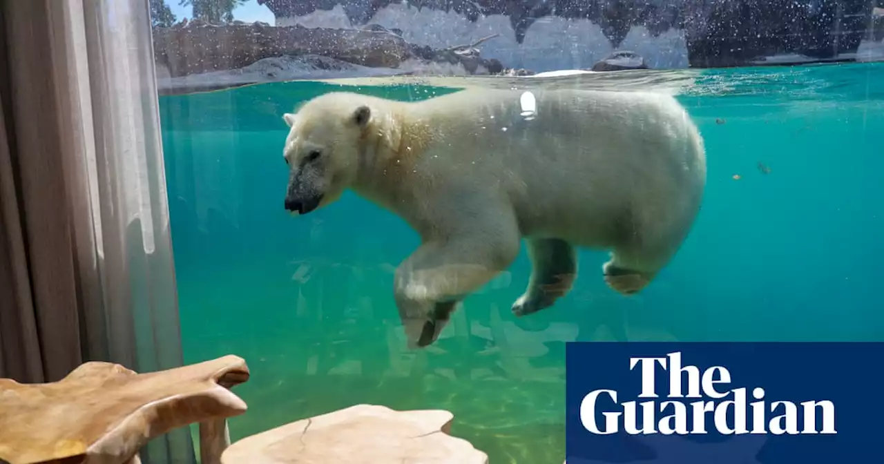 We’re going to the zoo: sleeping with polar bears on a trip to southern Belgium