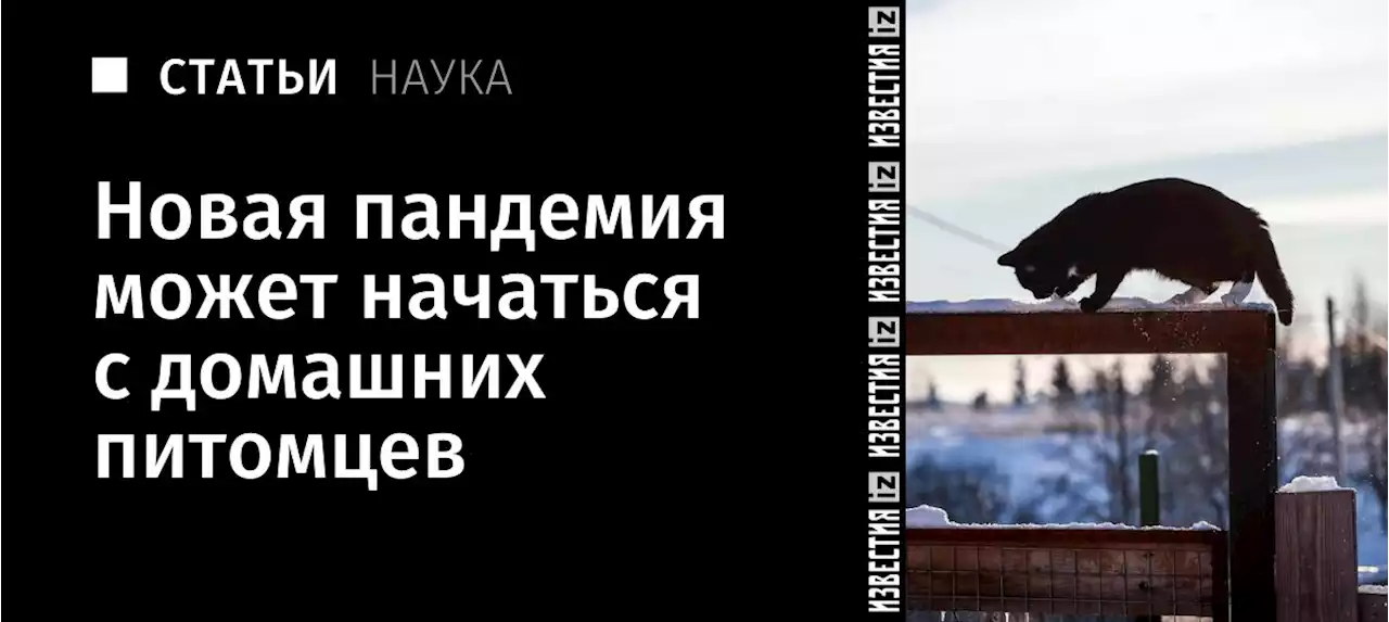 Котов ко всему: новая пандемия может начаться с домашних питомцев