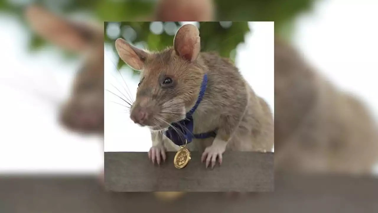 Hero rat who sniffed landmines dies at age 8