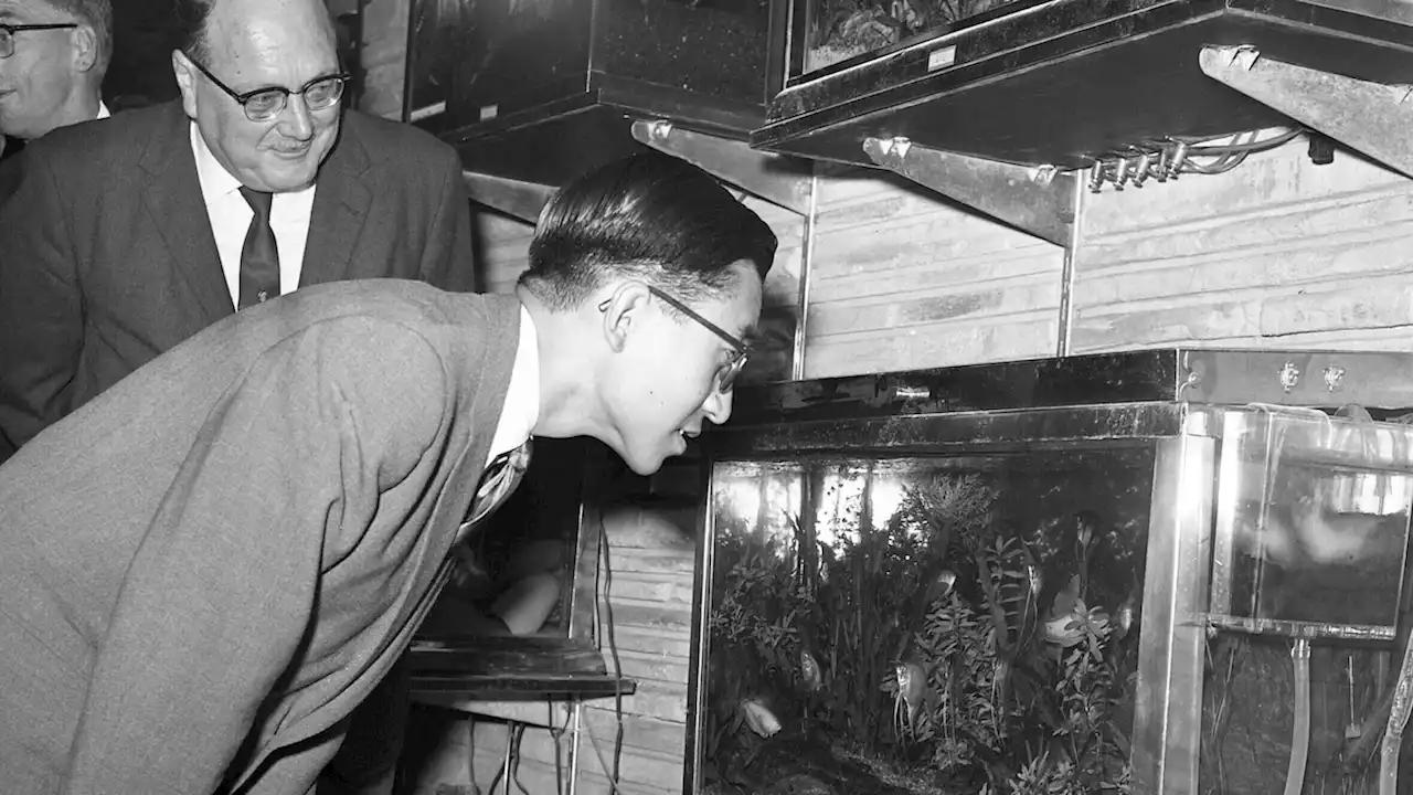 The prince, the mayor, and the U.S. fish that ate Japan