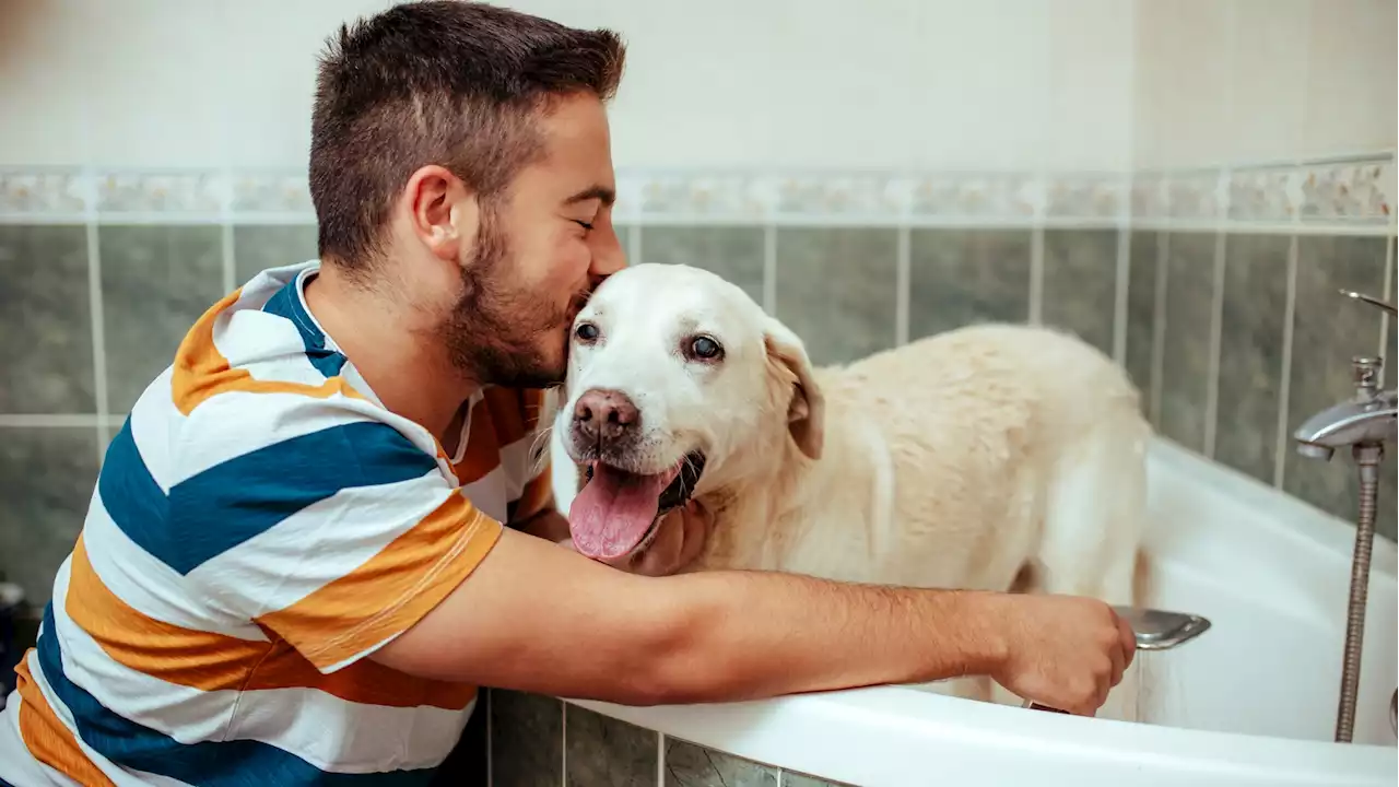 Big Dogs Will ‘Live Large' During a Heartfelt Adoption Drive