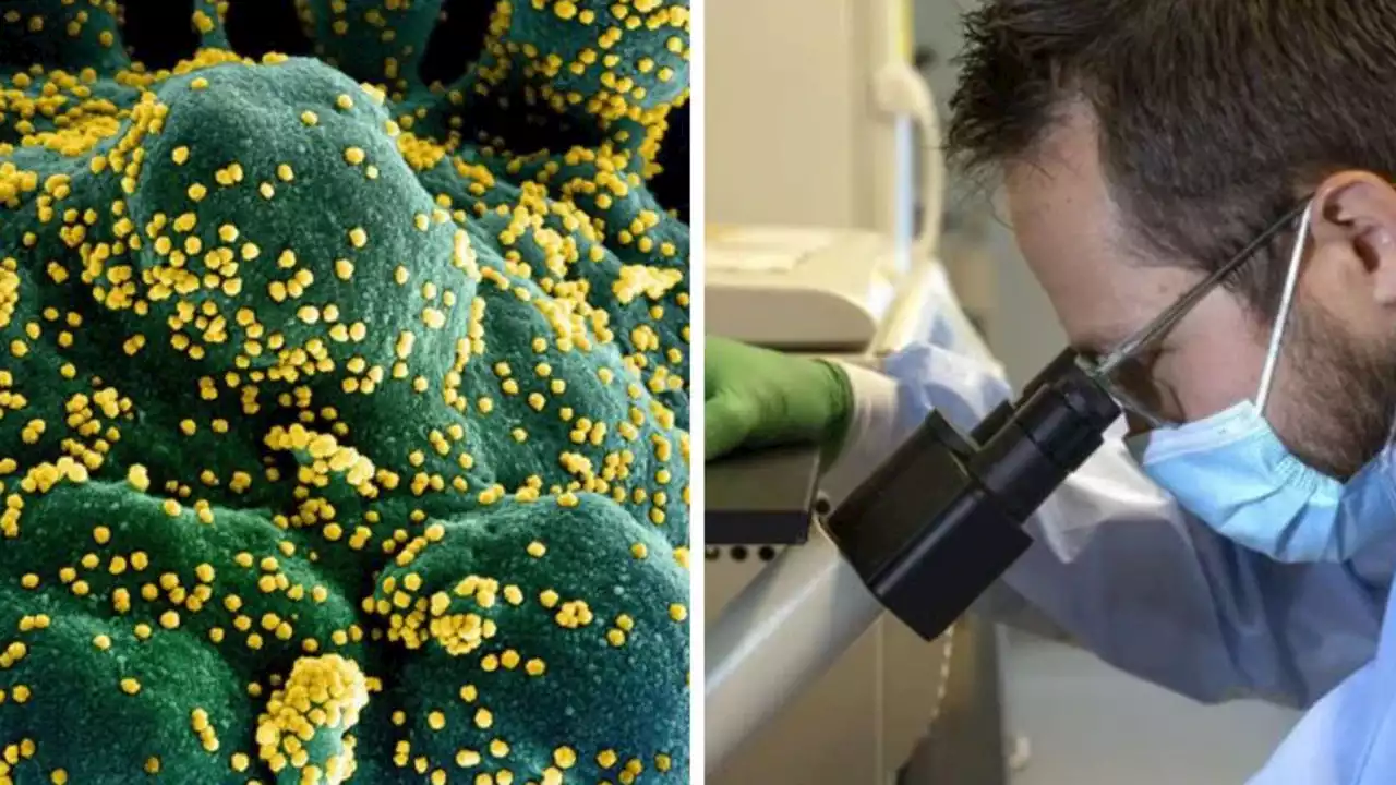 Why some people are ‘immune’ to Covid