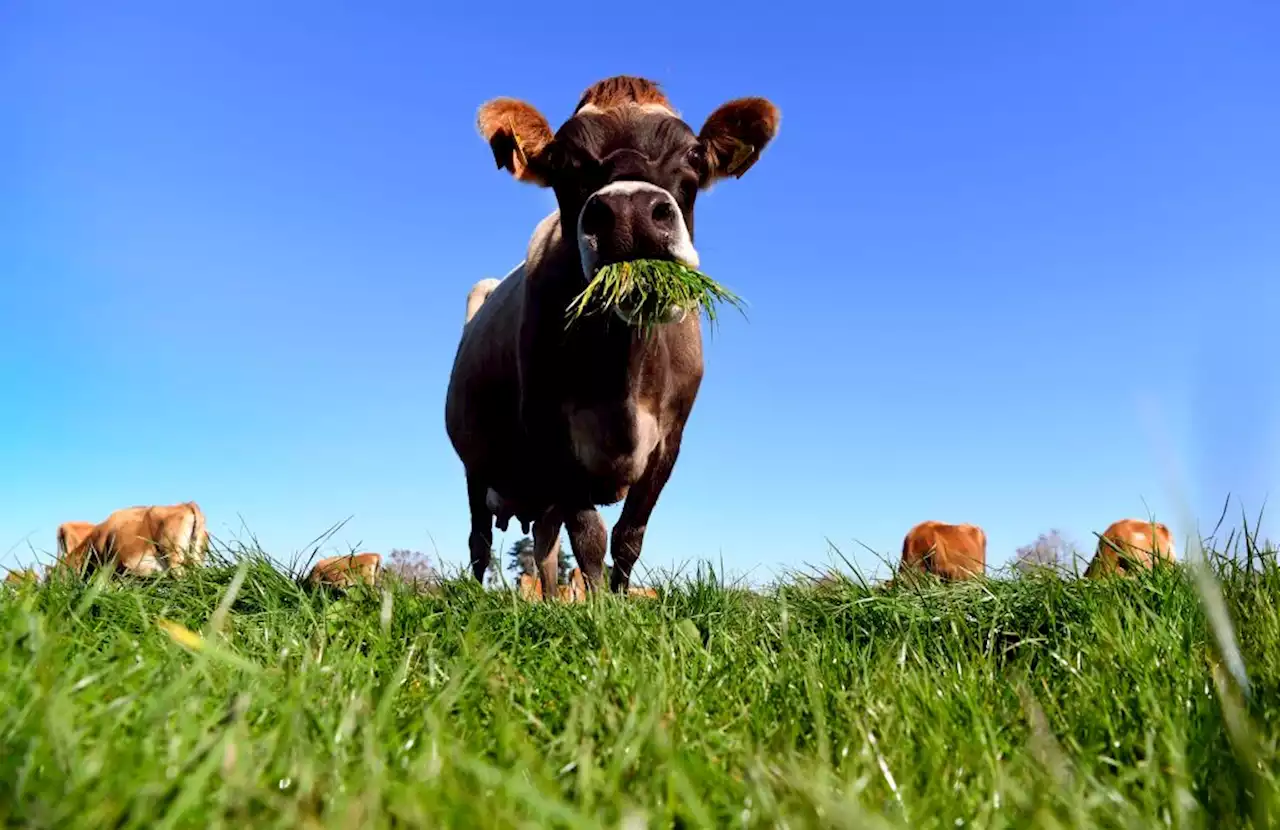 Farmer using VR headsets to trick cows into thinking they're outside part of growing trend