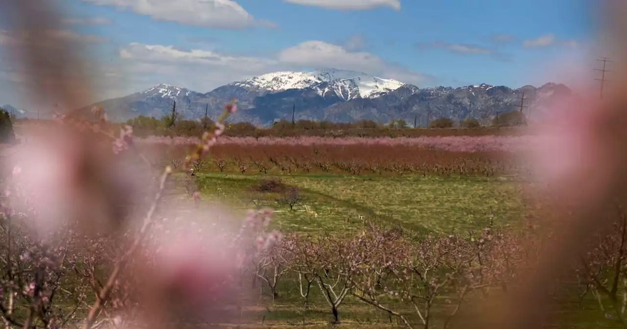 Fruit growers don’t get compensation for future harvests when deer damage their trees, Wildlife Board says