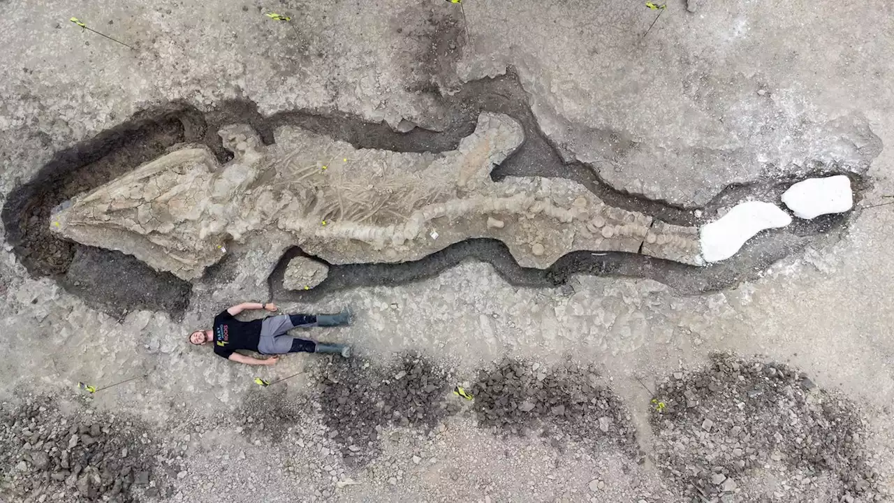 Er ist zehn Meter lang, sein Schädel wiegt eine Tonne: Riesiger Ichthyosaurier im Stausee gefunden