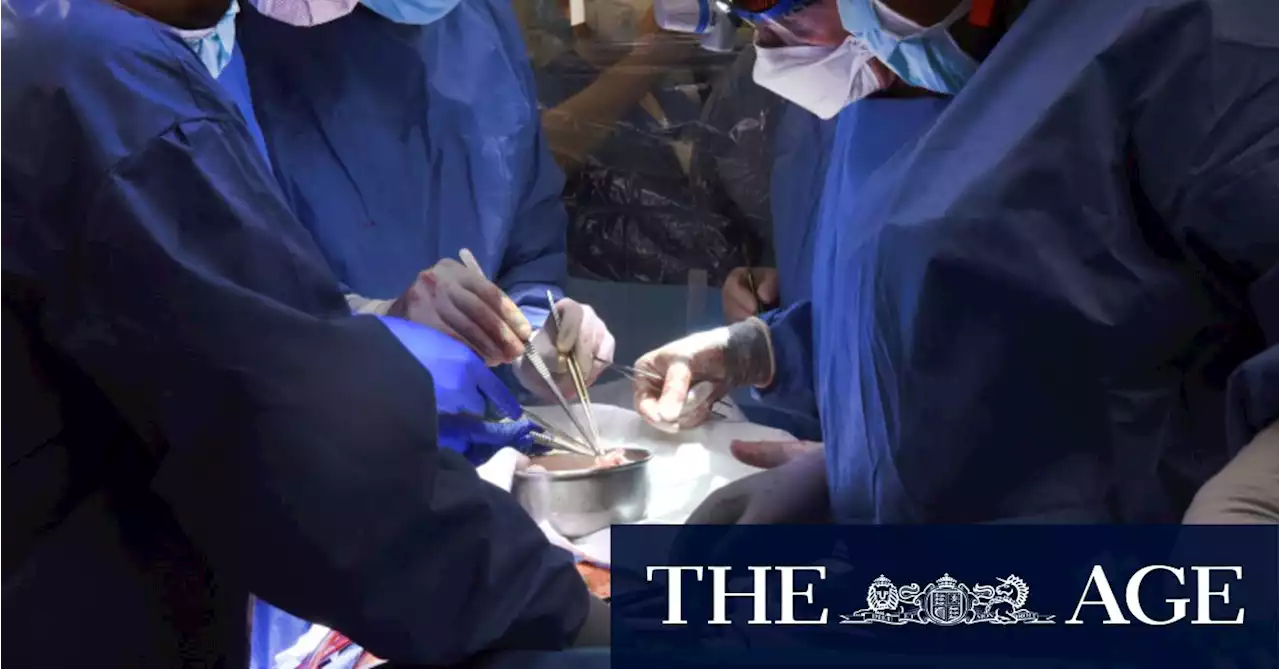 ‘Breakthrough’: Pig heart transplanted into human in US