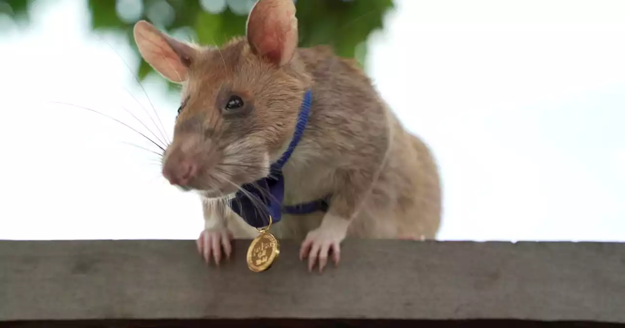 Magawa, the 'hero rat' who sniffed out dozens of landmines in Cambodia, has died