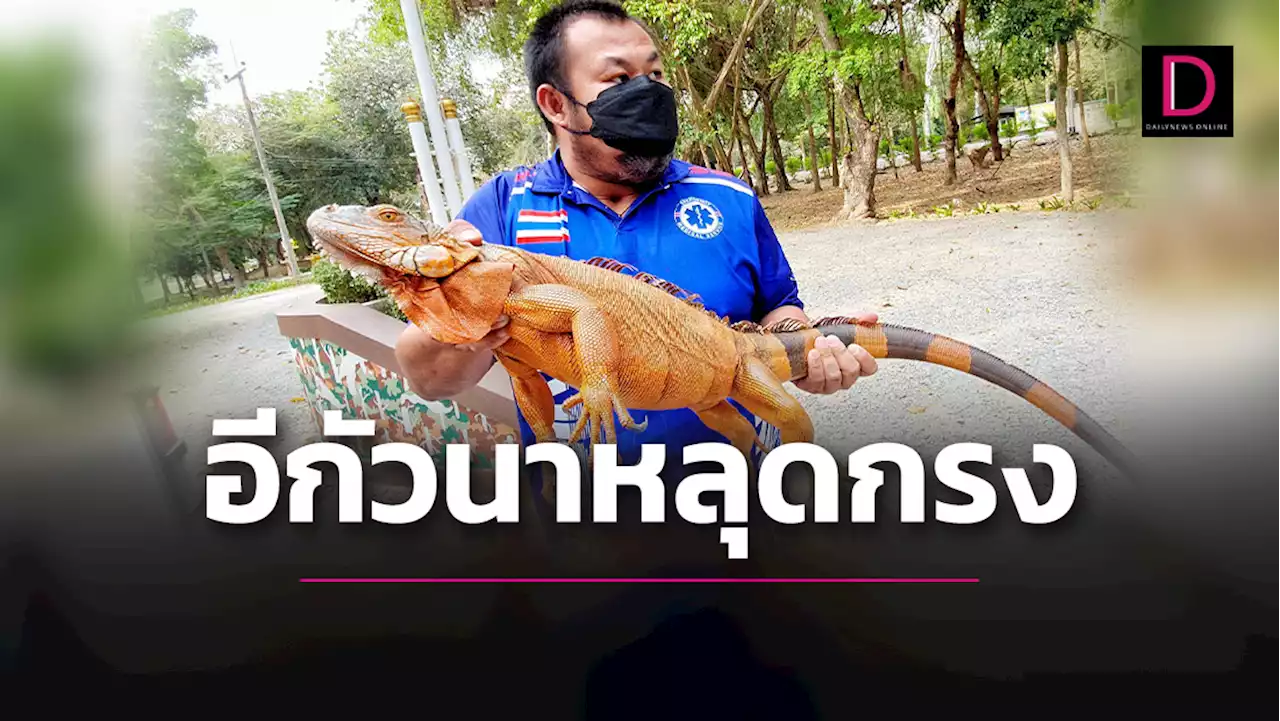 พลเมืองดีพบ​ 'อีกัวนา'หลุดกรง เร่งจับส่งเจ้าหน้าที่ดูแล-ติดตามหาเจ้าของ