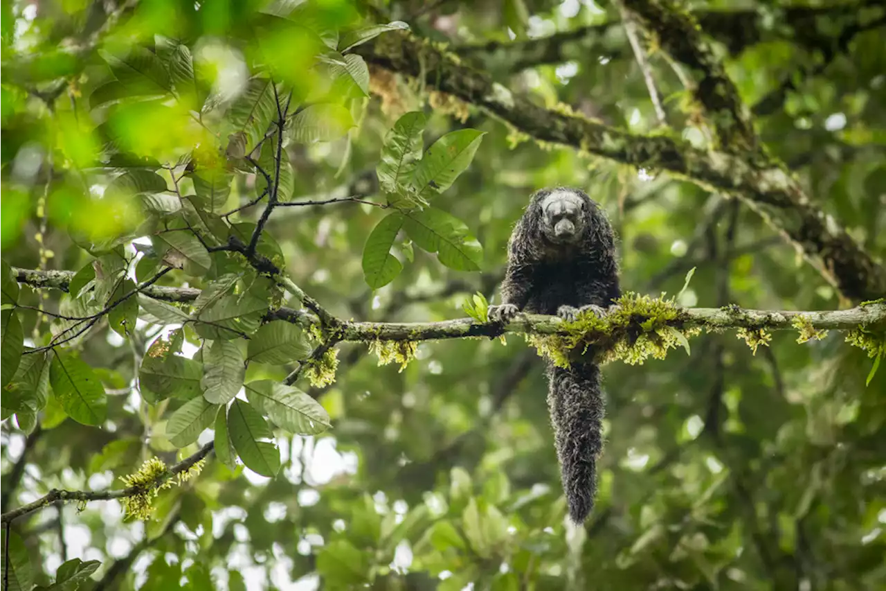 Deforestation Creates a Ripple Effect for Local Wildlife