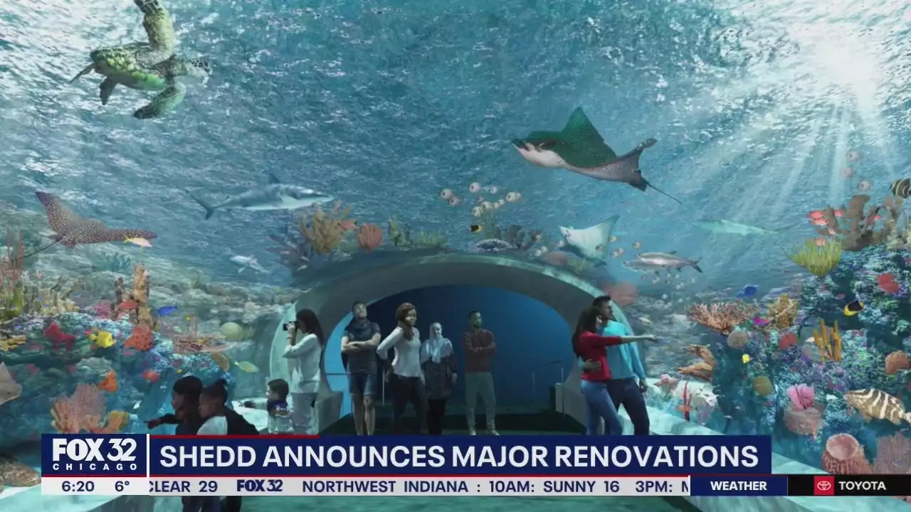 Chicago's Shedd Aquarium to install 35-foot-long aquarium tunnel to make patrons feel like they're under water