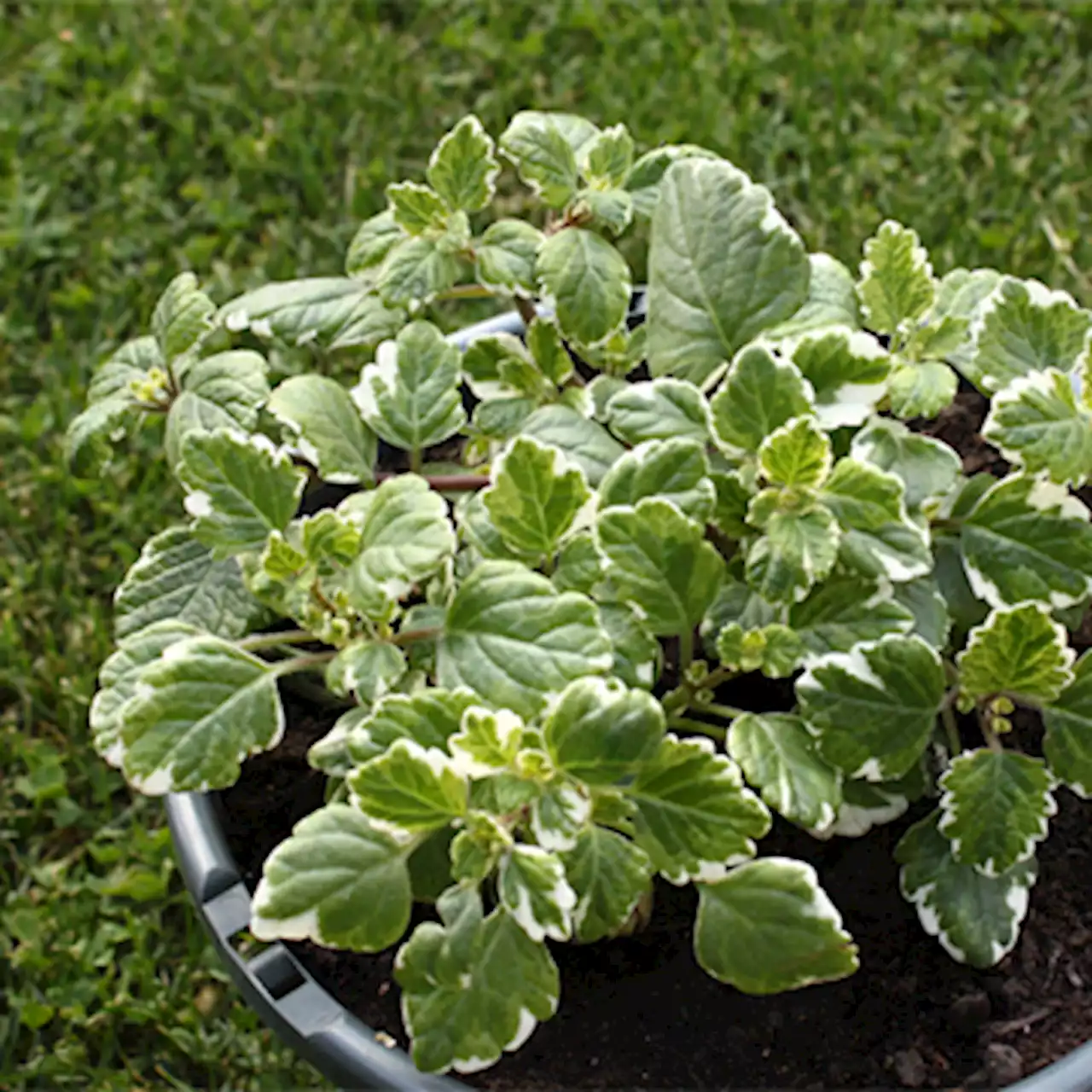 La planta de incienso, una variedad aromática ideal para decorar (y perfumar) la casa