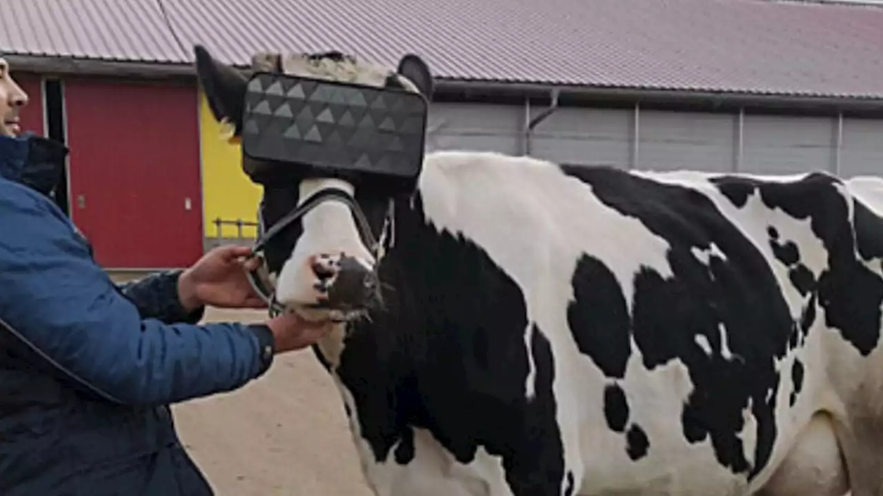 A Turkish Farmer Tests Out VR Goggles on Cows To Get More Milk