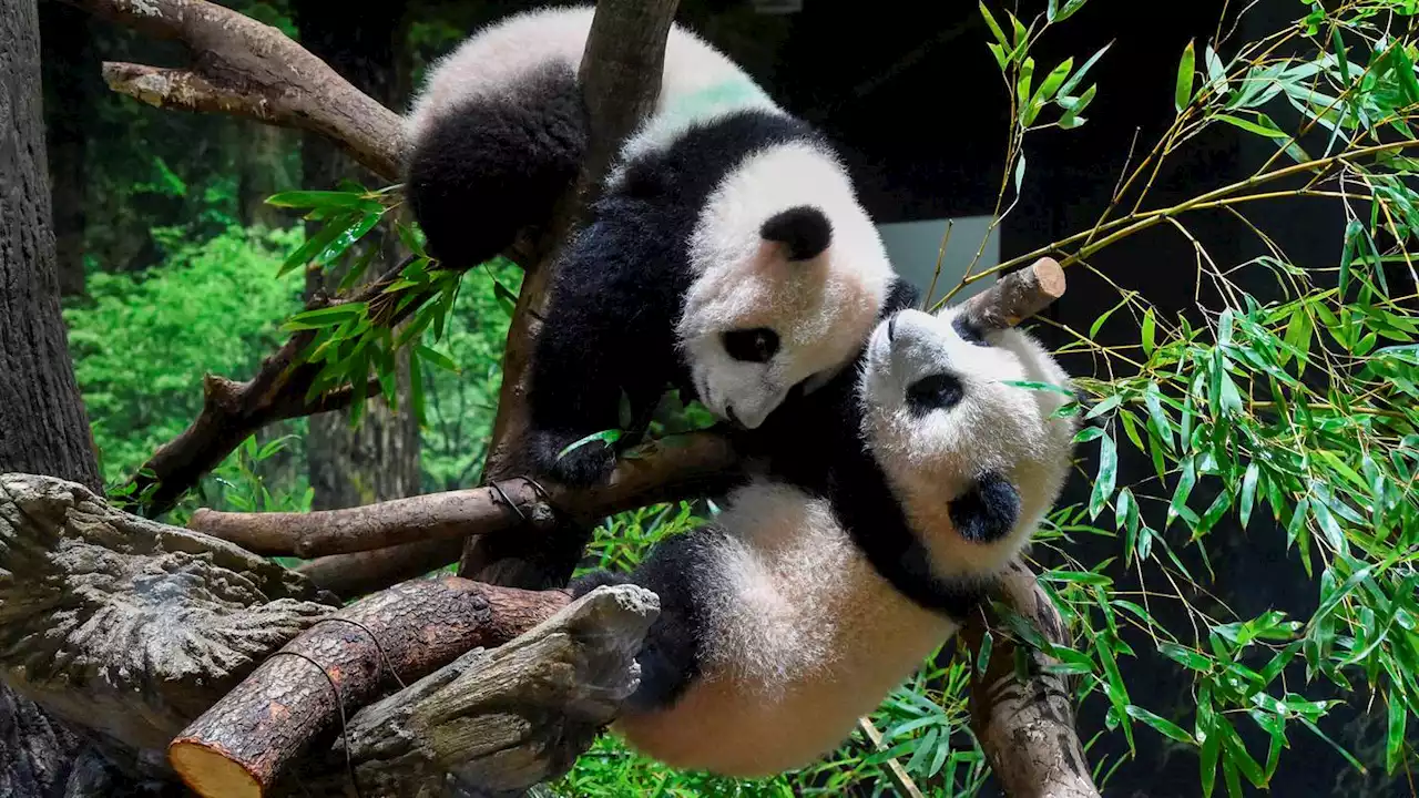 Twin pandas debut at Tokyo zoo