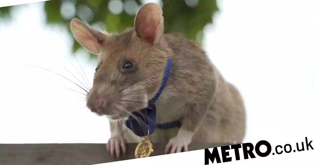 Rat who sniffed out landmines for a living dies aged eight