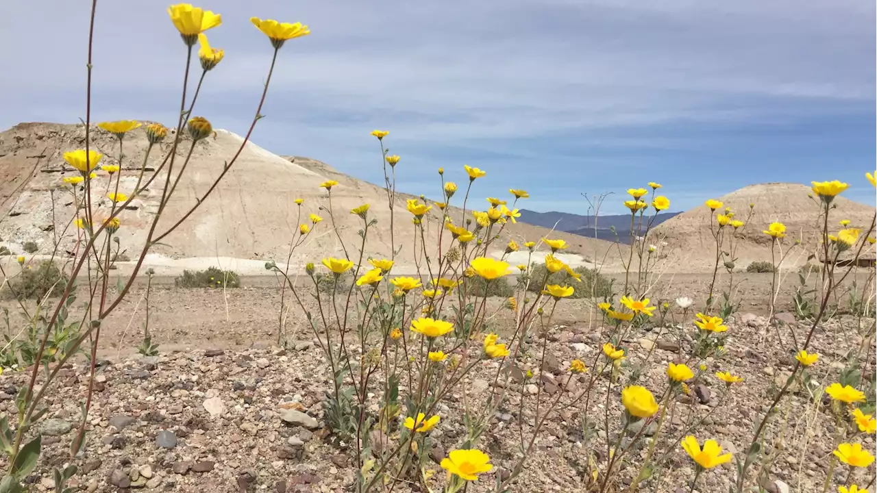 Death Valley Looks Ahead to the Desert Wildflower Season